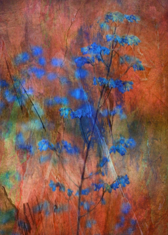 Colors Dance on Flowers
