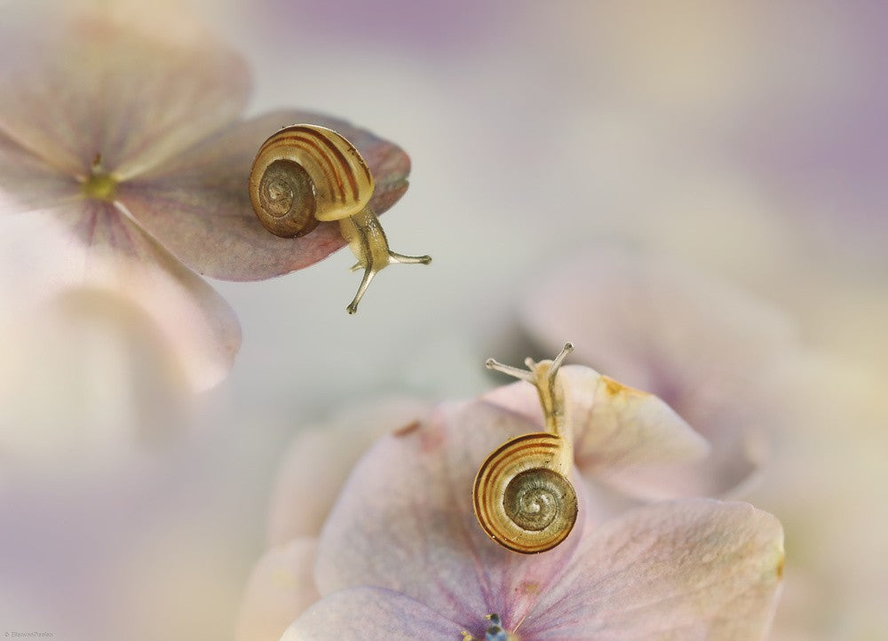 Little snails....