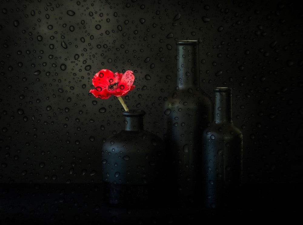 Rainy Day Poppy