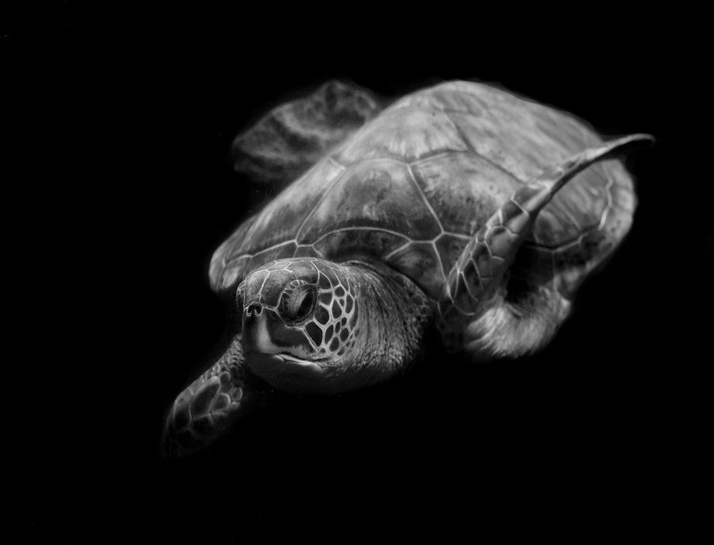 Portrait of a sea turtle in black and white