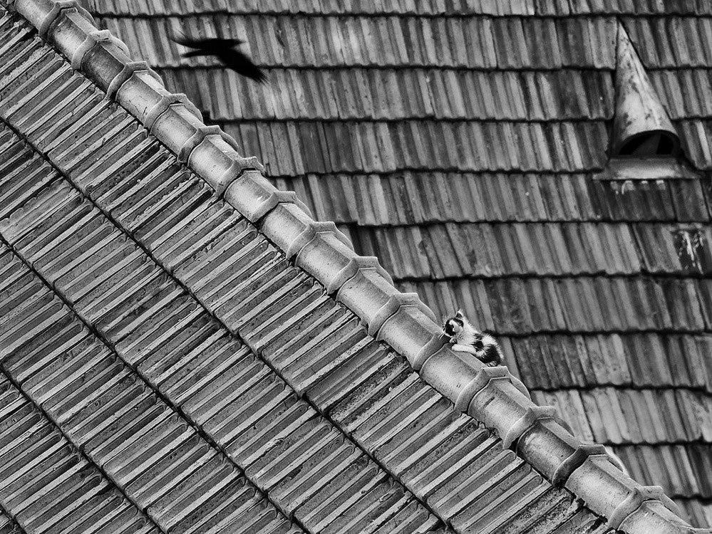 roof cat