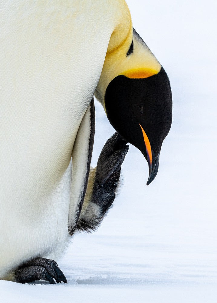 Scratching