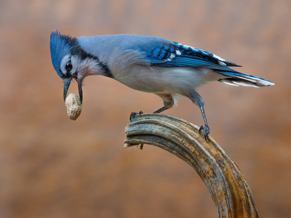 Geai Bleu