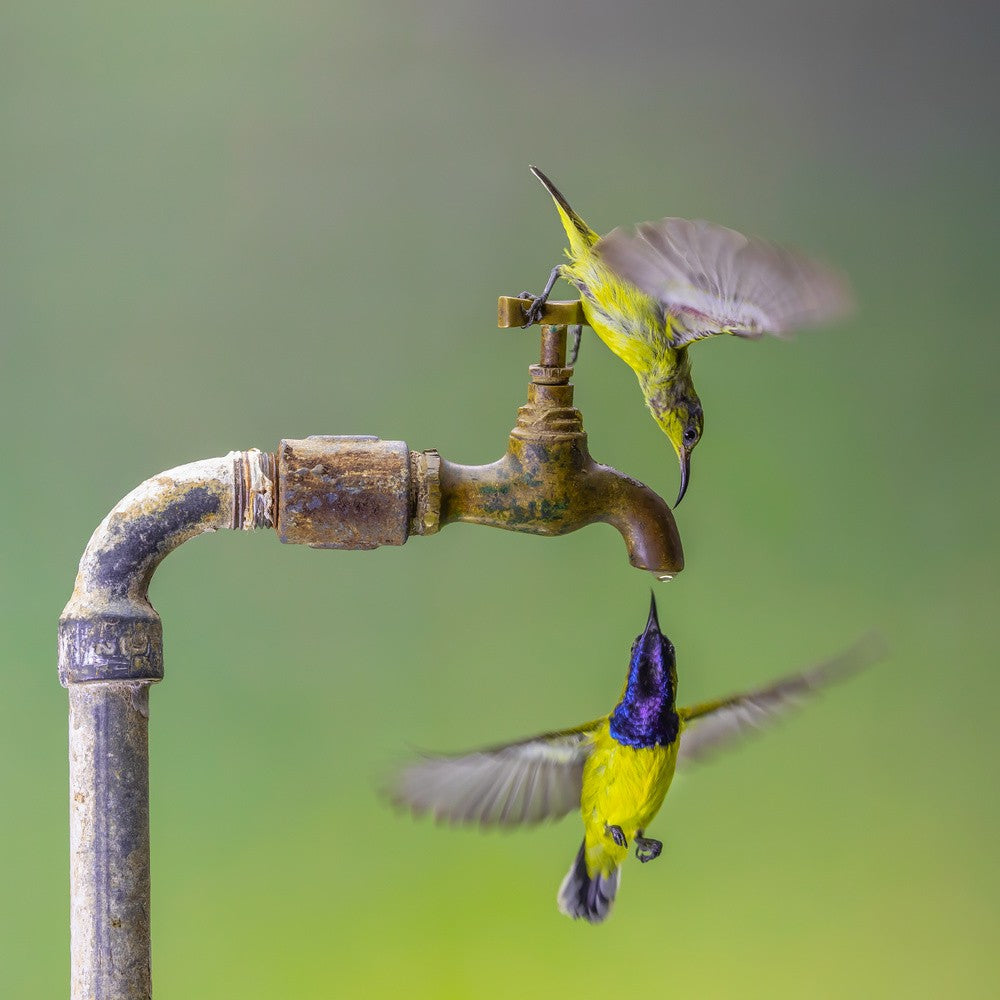 The Last Drop