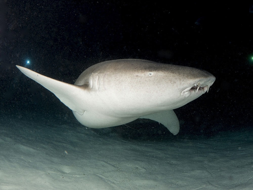 Nurse Shark