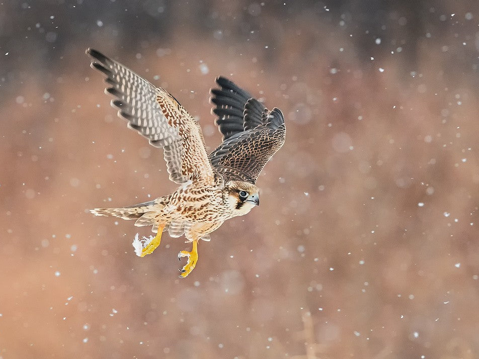 Fast flying falcon in the bliazard