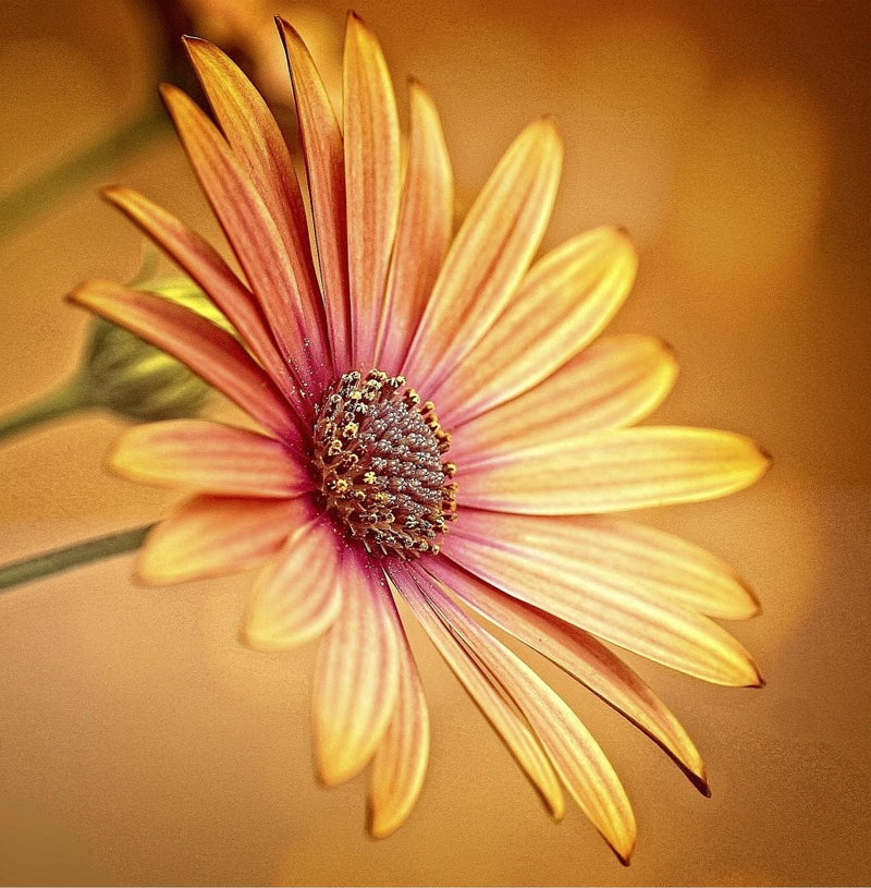 gerbera