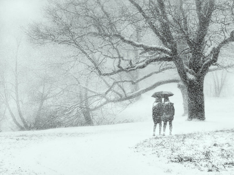 Through the snowfall