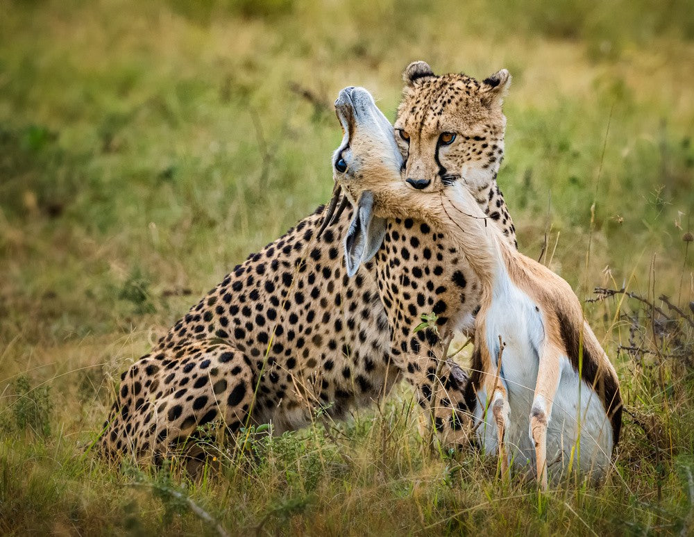 Cheetah hunting