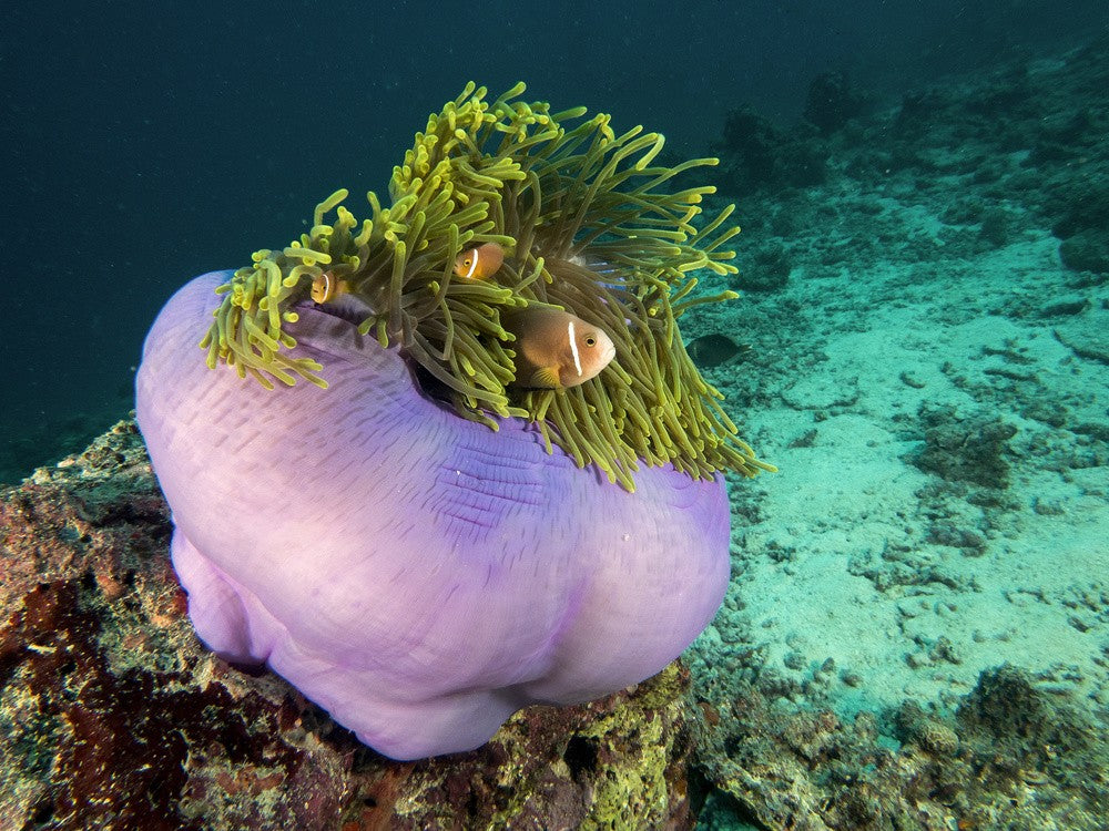 Purple Anemone