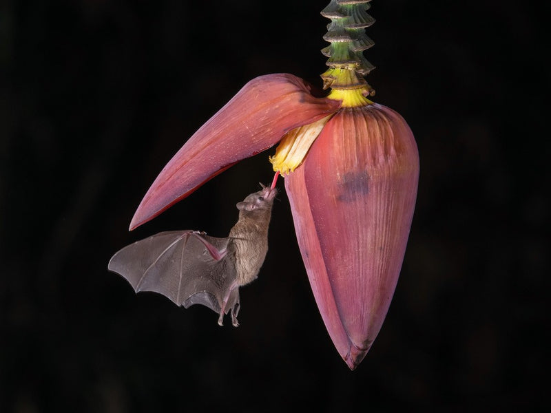 Lonchophylla robusta, Orange nectar bat