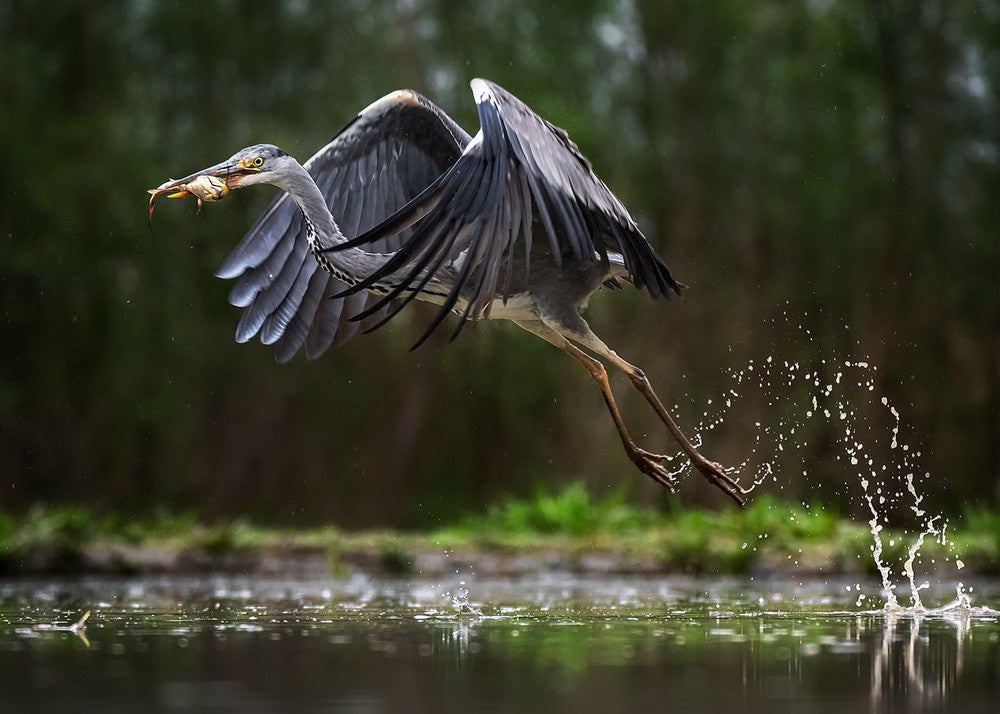 Taking off with the booty!