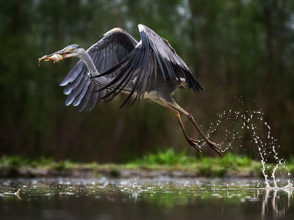 Taking off with the booty!