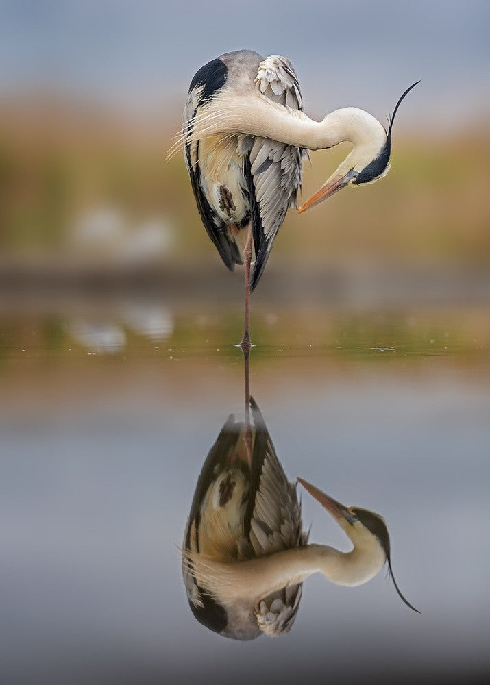 Balance in reflection