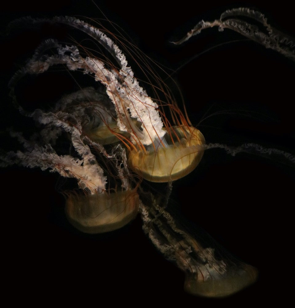 Underwater ballet
