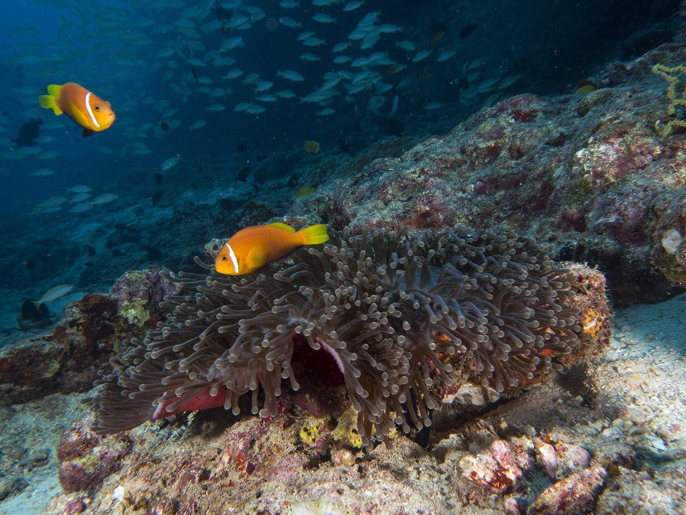 Skunk Anemonefish