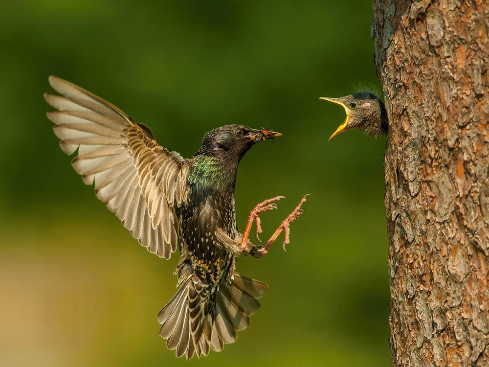 Der gemeine Star, Sturnus vulgaris