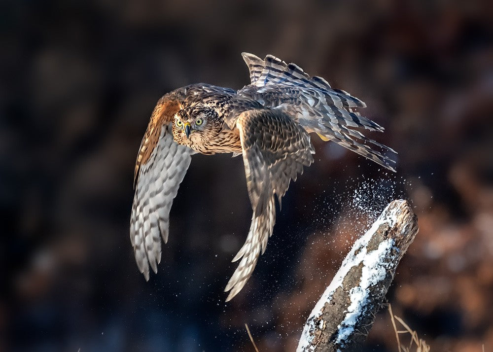 Ready to hunt