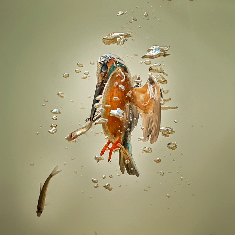 The free Diver