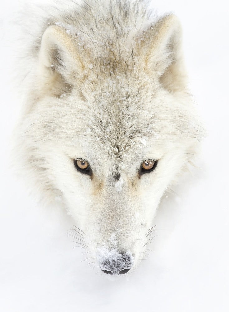 Arctic Wolf Closeup