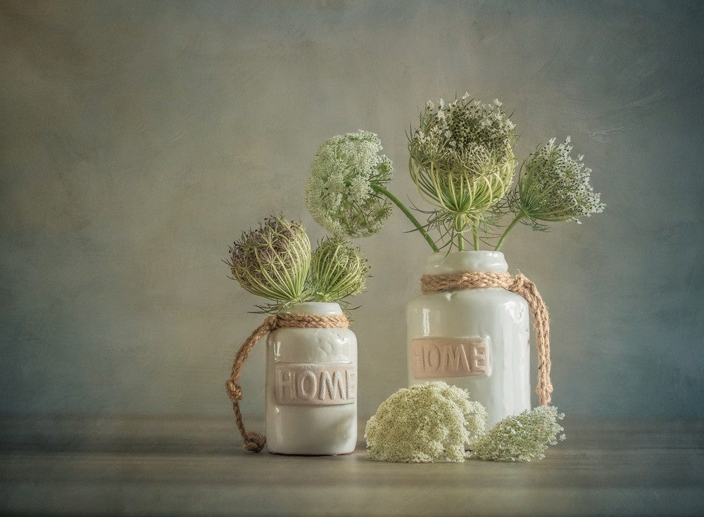 Wild Carrot