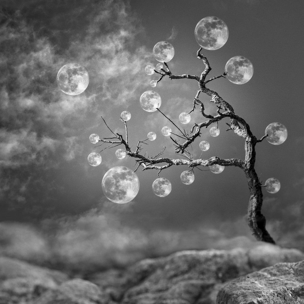 The Moon Tree