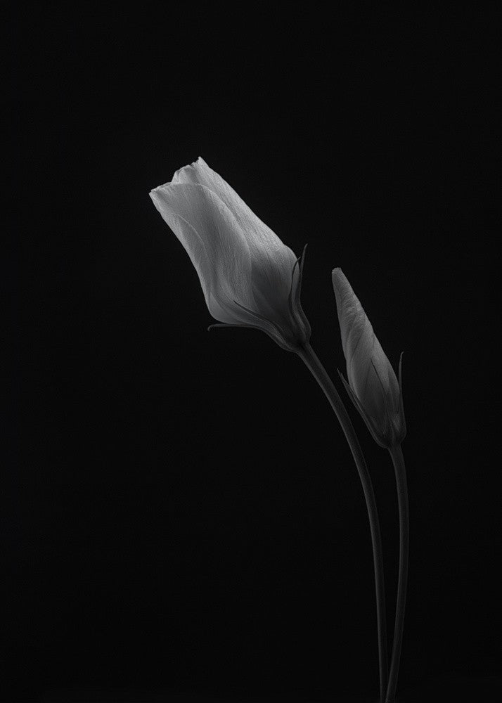 Lisianthus