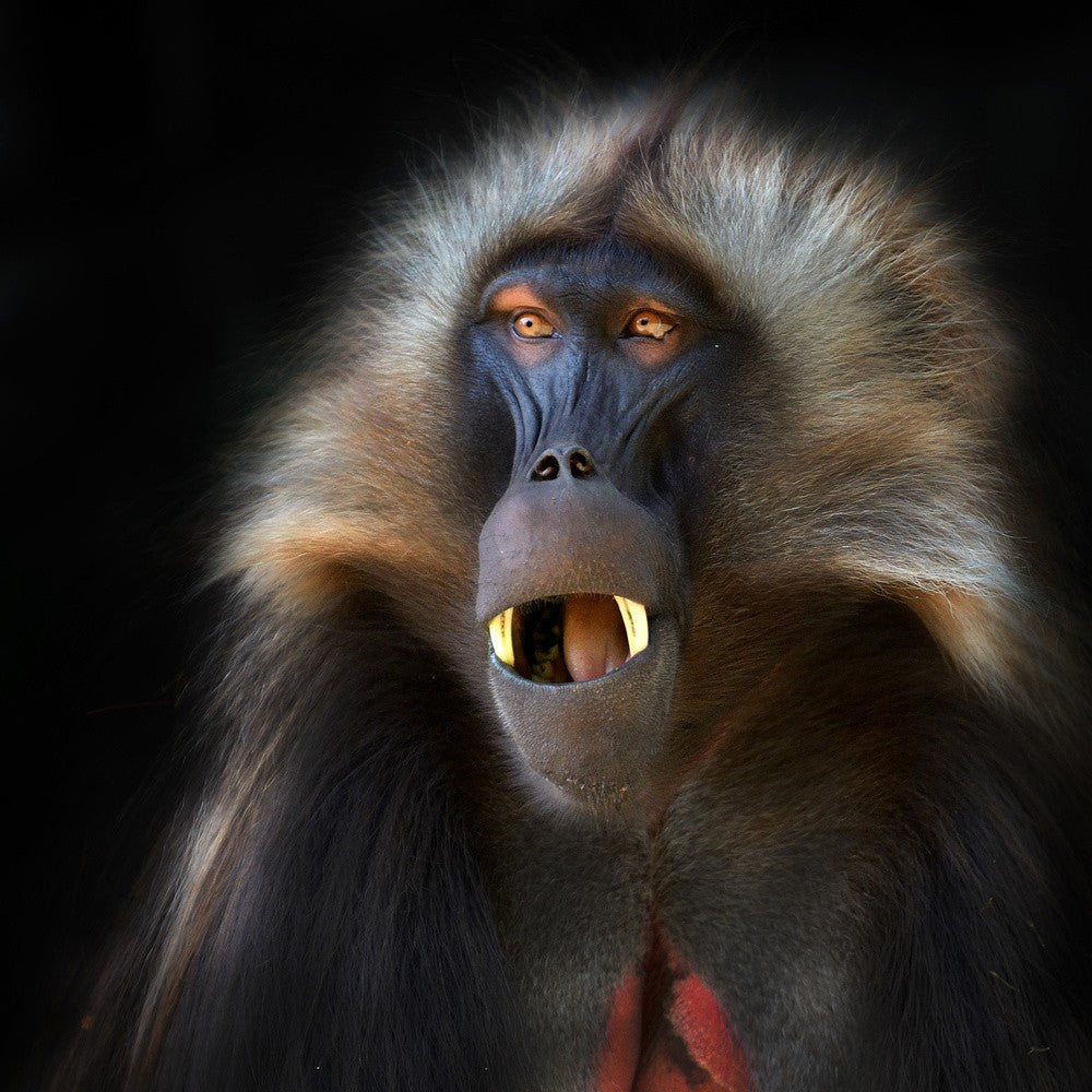 Portrait de Geleda