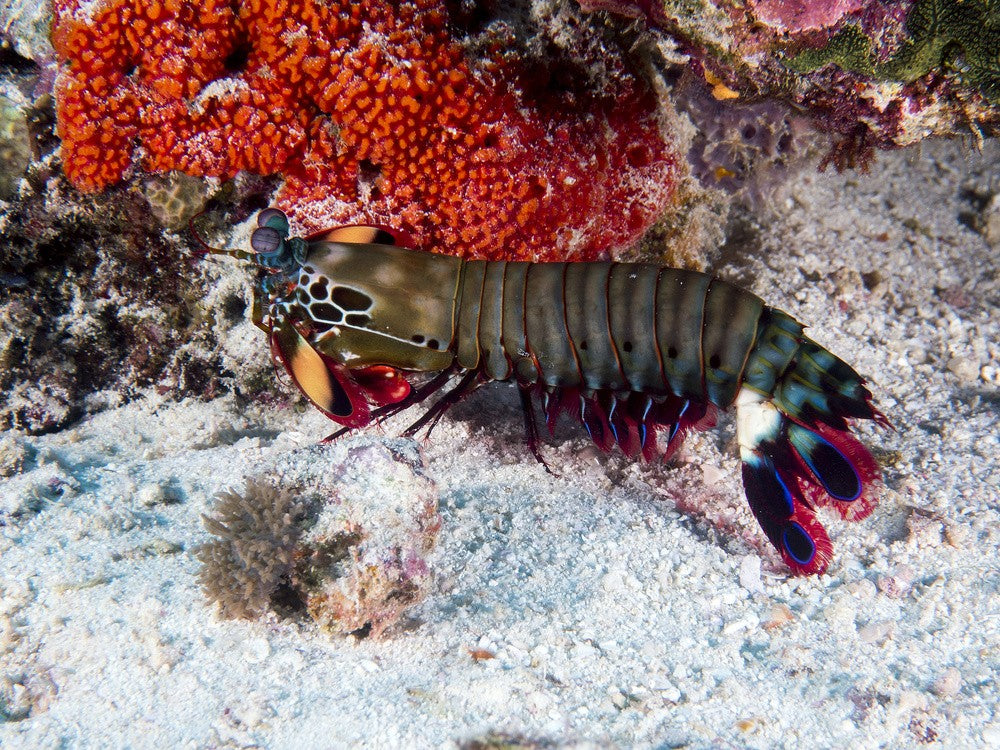 Peacock Mantis Shrimp