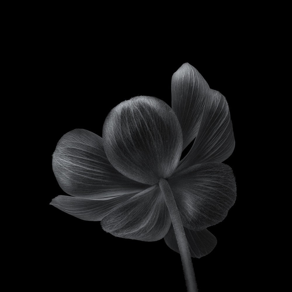 Anemone