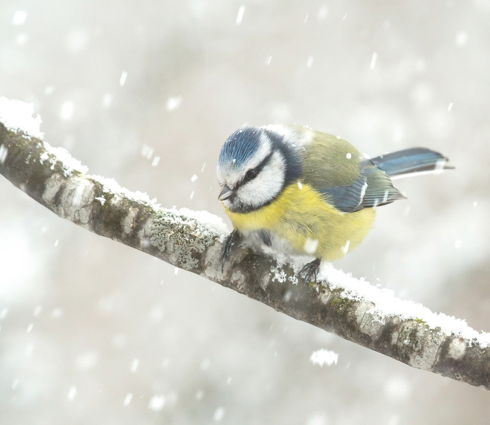 blue tit in a snowstorm