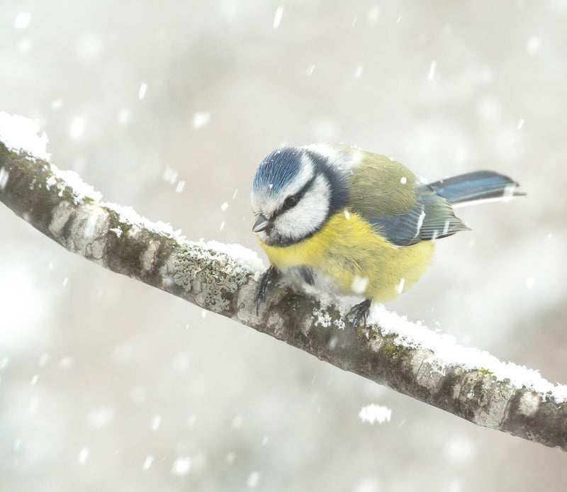 blue tit in a snowstorm