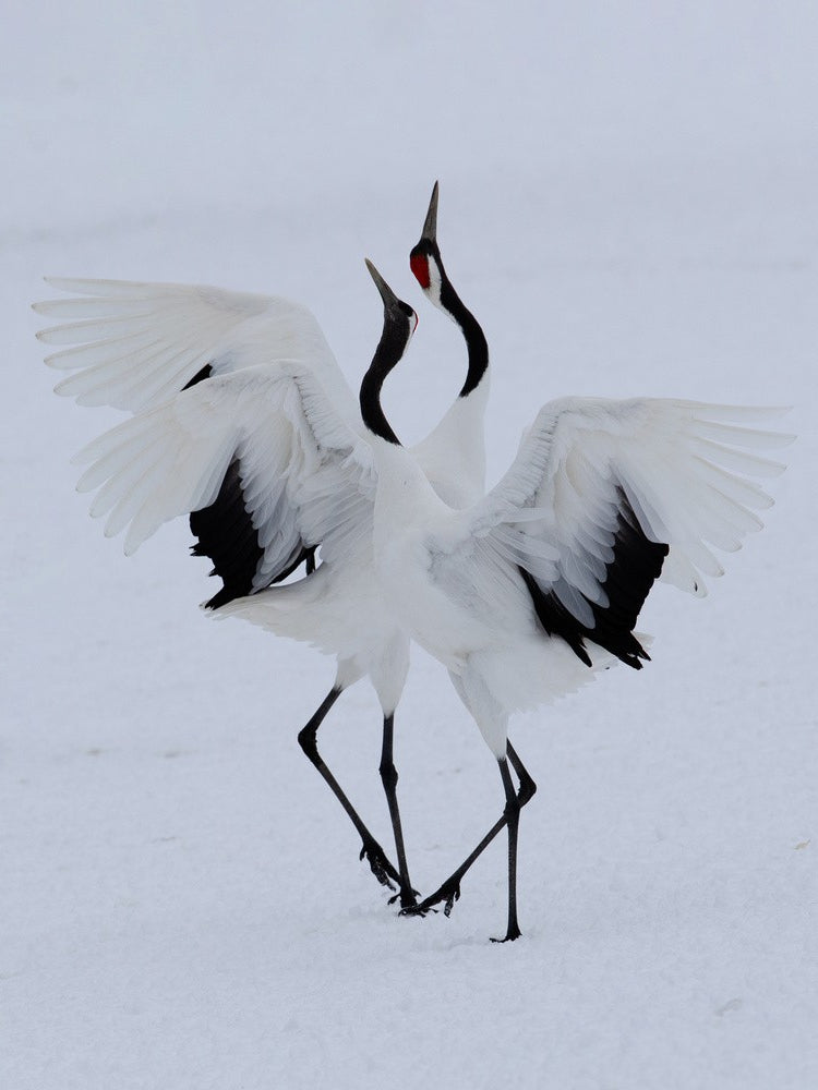 Dancing in the snow.