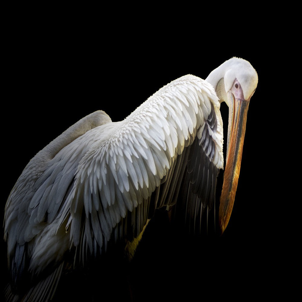 Pelican