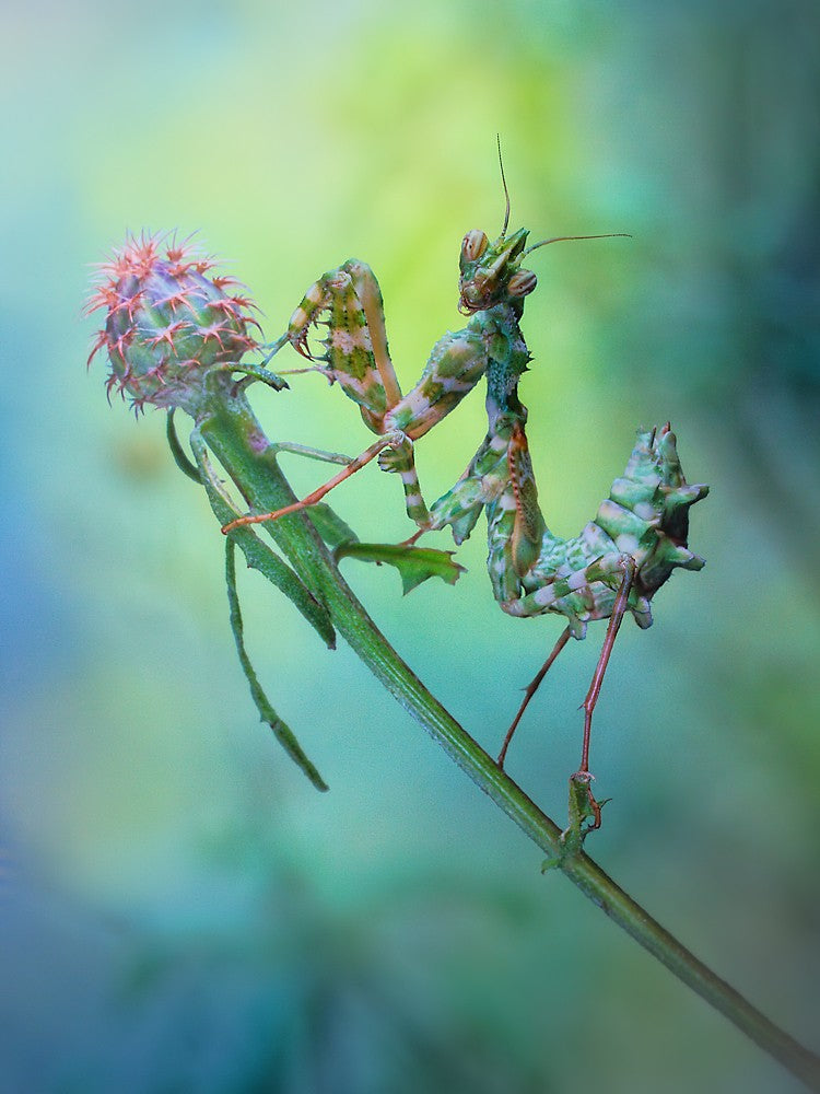 Nymph