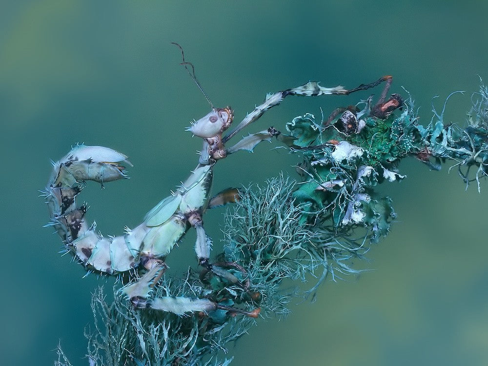 Spiny leaf insect
