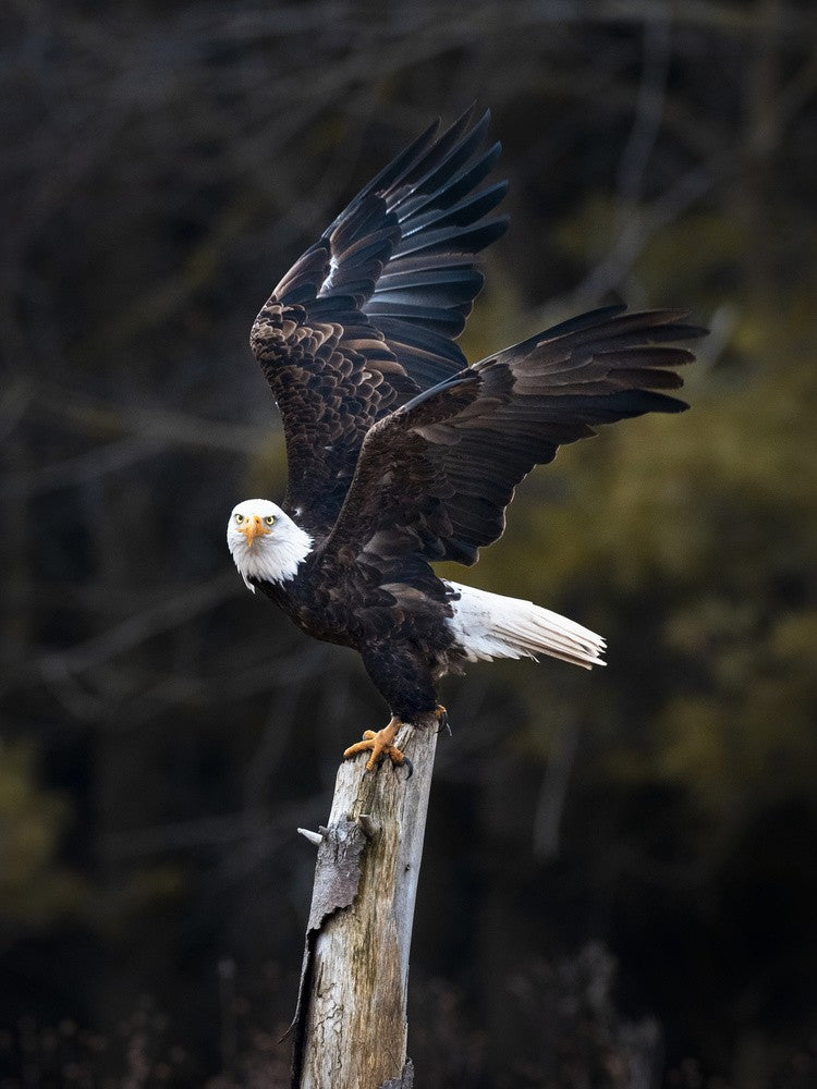 Soar