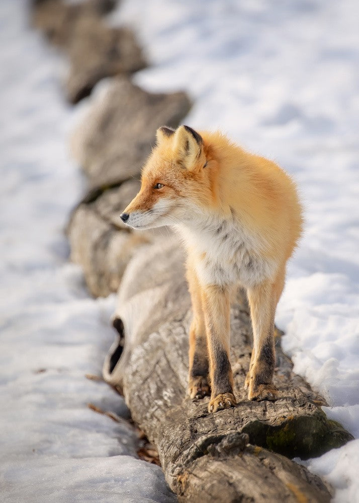 Hunting