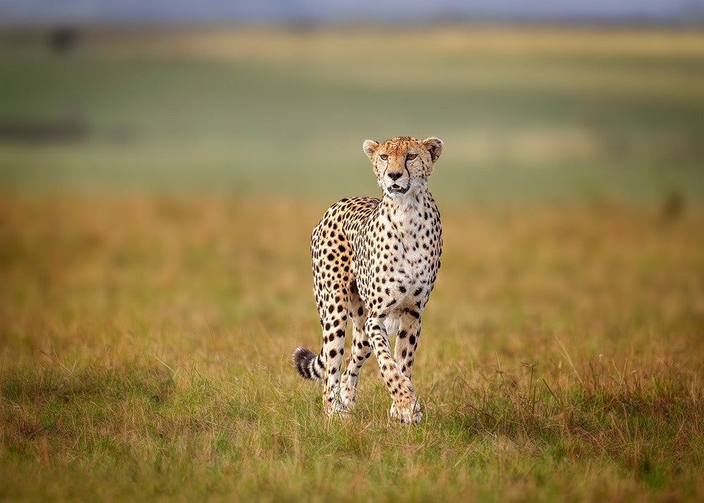 A Cruising Cheetah