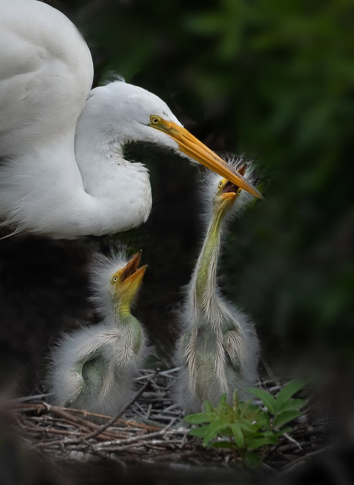Mommy, we are hungry!