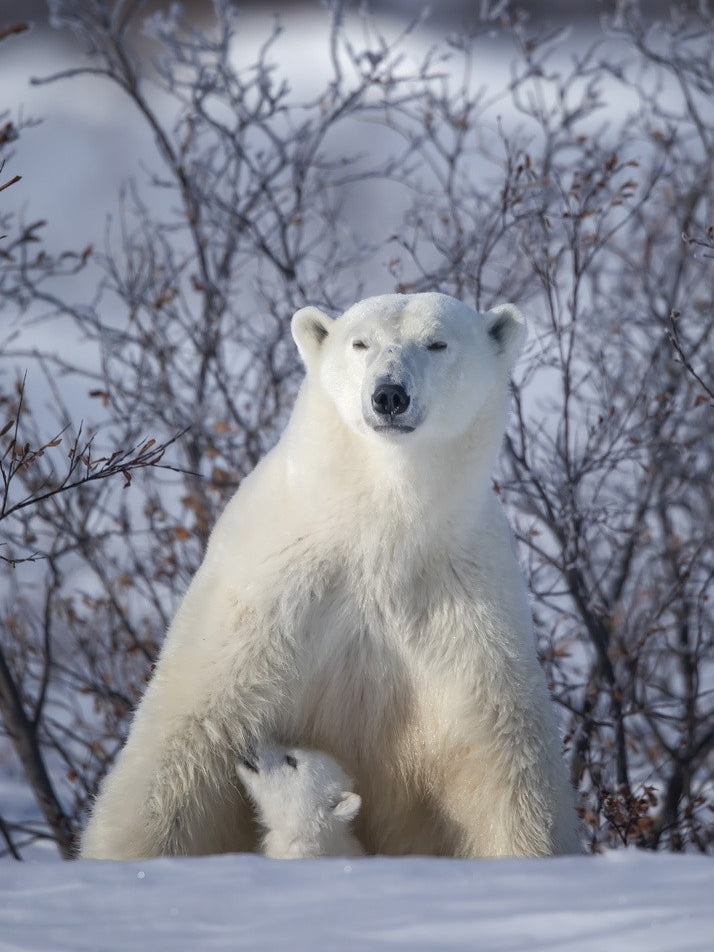 Mama, where is the milk....