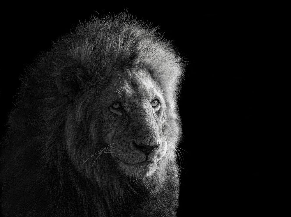 Portrait of Simba