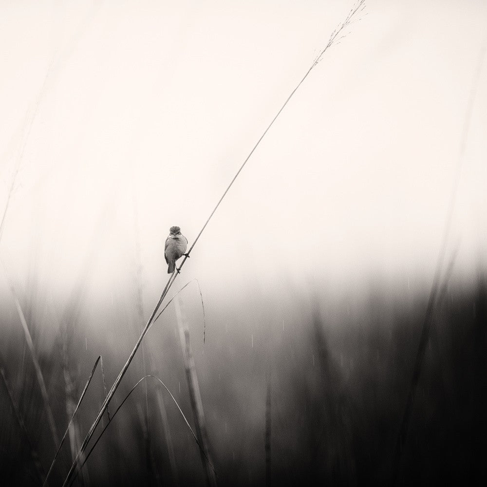 monsoon melodies