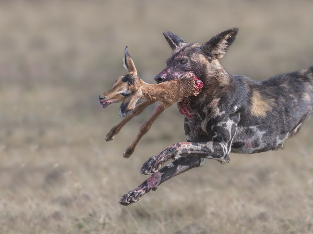 Wild dog tear apart a baby impala