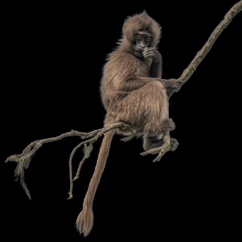 Gelada monkey