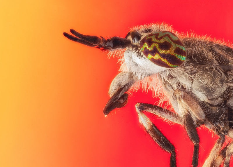 The Horse Fly
