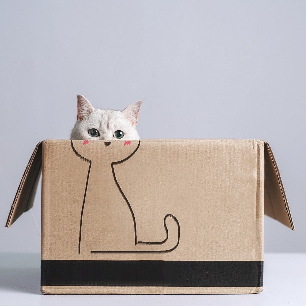 Katze in der Box