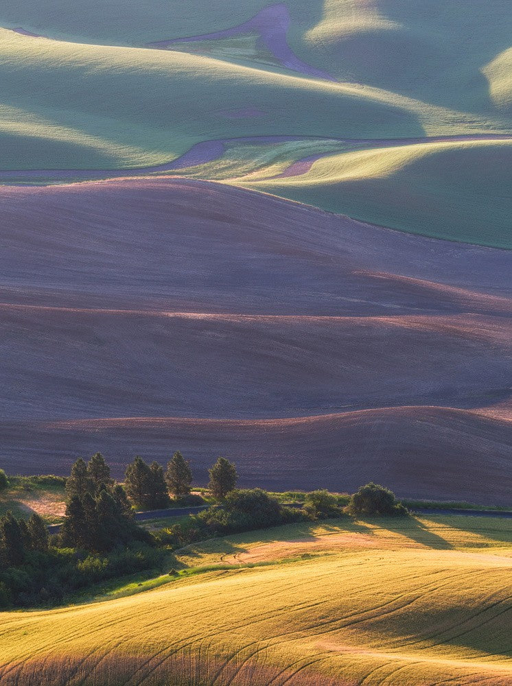 Morning Light