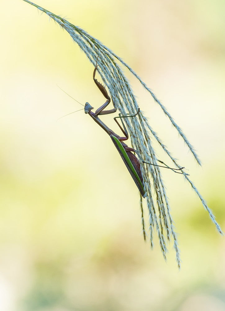 Posing Mantis