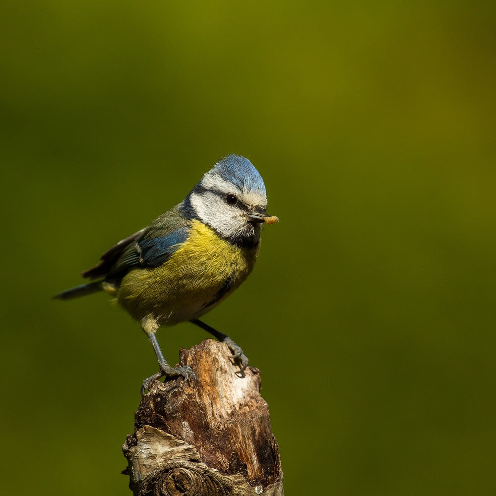 a very busy blue tit